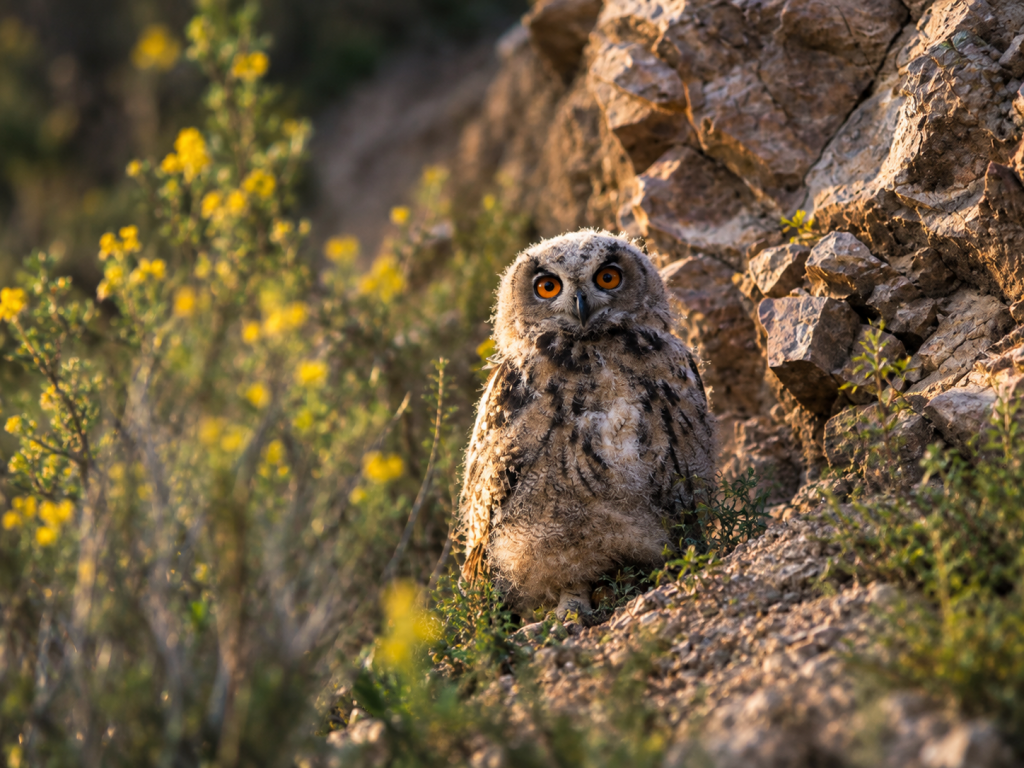 Jeune Hibou grand-duc sur une carrière